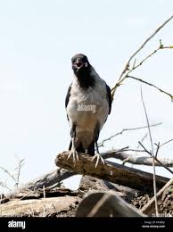 Attēlu rezultāti vaicājumam “Corvus cornix juvenile”