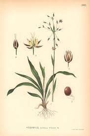 Attēlu rezultāti vaicājumam “Luzula pilosa flower”