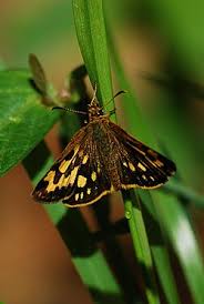 Attēlu rezultāti vaicājumam “Carterocephalus palaemon underside”