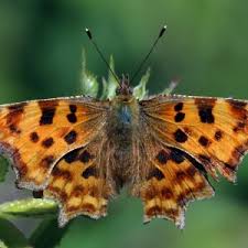 Attēlu rezultāti vaicājumam “Polygonia c-album upperside”