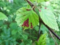 Attēlu rezultāti vaicājumam “Acalitus longisetosus”