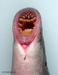 Image result for Lethenteron camtschaticum