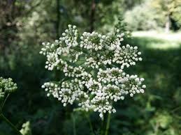 Attēlu rezultāti vaicājumam “Selinum carvifolia leaf”