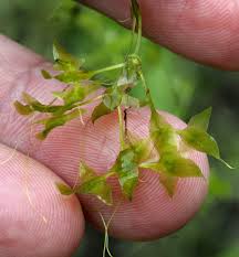Attēlu rezultāti vaicājumam “Lemna trisulca”