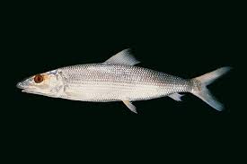 Image result for Albula glossodonta