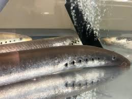 Image result for Lethenteron camtschaticum