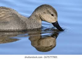 Attēlu rezultāti vaicājumam “Anas strepera”