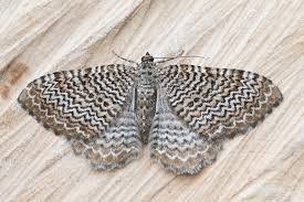 Attēlu rezultāti vaicājumam “Hydria undulata”