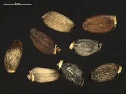 Attēlu rezultāti vaicājumam “Silybum marianum fruit”