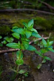 Attēlu rezultāti vaicājumam “Veronica anagallis-aquatica fruit”