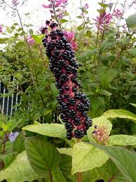 Attēlu rezultāti vaicājumam “Phytolacca acinosa flower”