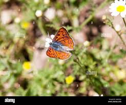 Attēlu rezultāti vaicājumam “Lycaena alciphron underside”