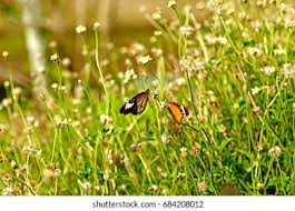 Attēlu rezultāti vaicājumam “Lopinga achine underside”