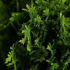 Attēlu rezultāti vaicājumam “Rabdophaga degeeri”