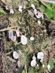 Attēlu rezultāti vaicājumam “Poronia punctata”