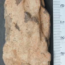 Attēlu rezultāti vaicājumam “Antrodia pulvinascens”