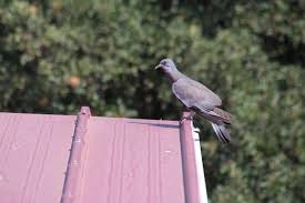 Image result for Columba palumbus