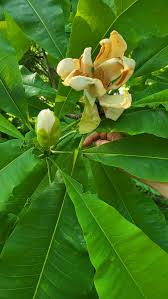 Attēlu rezultāti vaicājumam “Magnolia acuminata leaf”