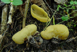 Attēlu rezultāti vaicājumam “Sowerbyella radiculata”