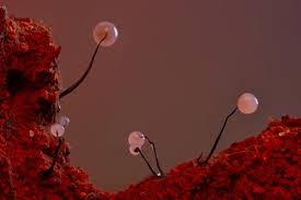 Attēlu rezultāti vaicājumam “Comatricha alta macro”