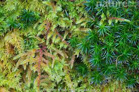 Attēlu rezultāti vaicājumam “Polytrichastrum formosum”