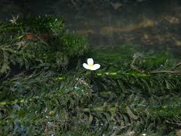 「水蘊草」的圖片搜尋結果