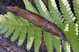 Attēlu rezultāti vaicājumam “Limax cinereoniger”