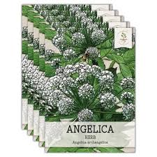 Image result for Angelica archangelica
