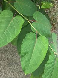 Attēlu rezultāti vaicājumam “Reynoutria sachalinensis leaf”