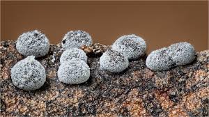 Attēlu rezultāti vaicājumam “Badhamia lilacina var. megaspora”