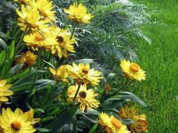 Image result for Heliopsis scabra