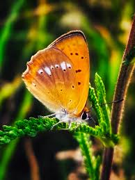 Attēlu rezultāti vaicājumam “Lycaena virgaureae”