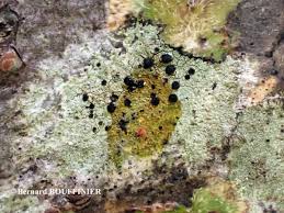 Attēlu rezultāti vaicājumam “Lecidella elaeochroma”