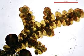 Attēlu rezultāti vaicājumam “Frullania fragilifolia”