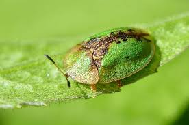 Attēlu rezultāti vaicājumam “Cassida”