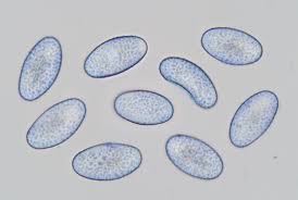 Attēlu rezultāti vaicājumam “Miladina lecithina”