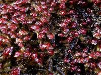 Attēlu rezultāti vaicājumam “Riccardia chamaedryfolia”