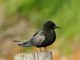 Attēlu rezultāti vaicājumam “Chlidonias niger eggs”