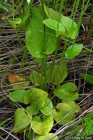 Attēlu rezultāti vaicājumam “Parnassia palustris bud”
