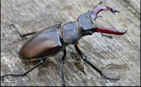 Attēlu rezultāti vaicājumam “Coleoptera”