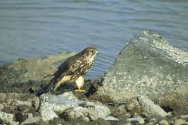 Image result for Falco columbarius