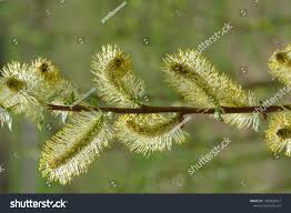 Attēlu rezultāti vaicājumam “Salix myrsinifolia female flower”