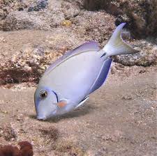 Image result for Acanthurus bahianus