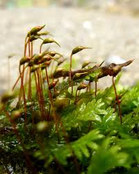 Attēlu rezultāti vaicājumam “Rhytidiadelphus triquetrus sporophyte”