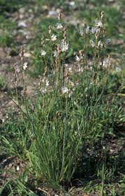 Image result for Asphodelus fistulosus