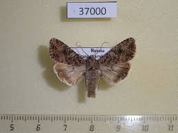 Attēlu rezultāti vaicājumam “Hadula trifolii”