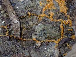 Attēlu rezultāti vaicājumam “Lignydium muscorum spores”