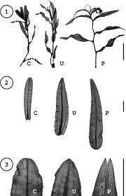 Attēlu rezultāti vaicājumam “Potamogeton praelongus leaf”