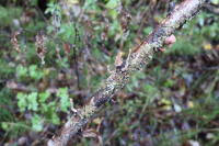 Attēlu rezultāti vaicājumam “Macrotyphula fistulosa”