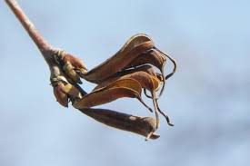 Attēlu rezultāti vaicājumam “Cercidiphyllum japonicum fruit”